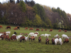 L'herbe fraîche en moyenne montagne, l'aliment idéal.